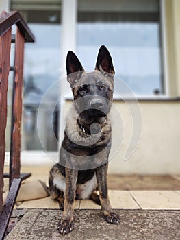 German shepherd dog young puppy playing in the garden.