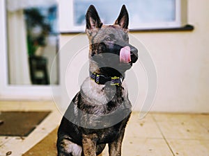 German shepherd dog young puppy playing in the garden.