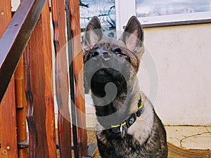 German shepherd dog young puppy playing in the garden.