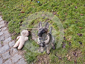 German shepherd dog young puppy playing in the garden.