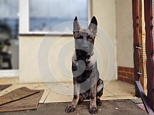 German shepherd dog young puppy playing in the garden.