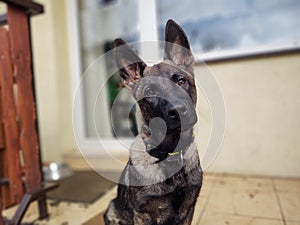 German shepherd dog young puppy playing in the garden.