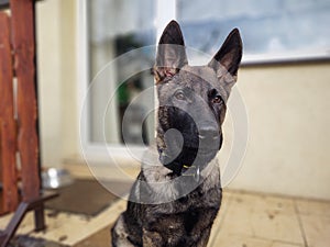 German shepherd dog young puppy playing in the garden.