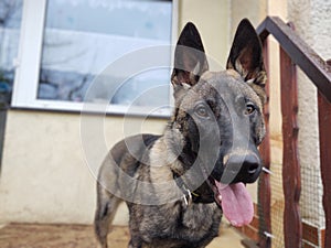 German shepherd dog young puppy playing in the garden.