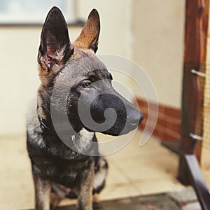 German shepherd dog young puppy playing in the garden.