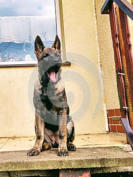 German shepherd dog young puppy playing in the garden.