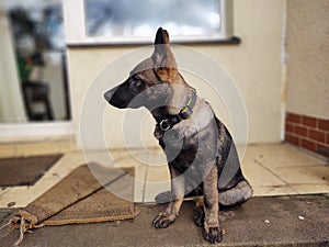 German shepherd dog young puppy playing in the garden.