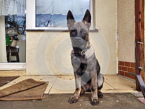 German shepherd dog young puppy playing in the garden.