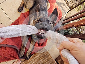 German shepherd dog young puppy playing with human hand. Slovakia