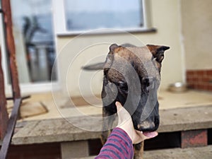 German shepherd dog young puppy playing with human hand. Slovakia