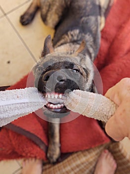 German shepherd dog young puppy playing with human hand. Slovakia