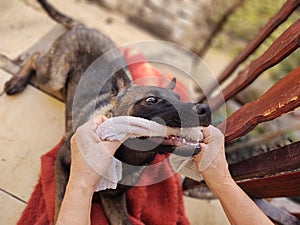 German shepherd dog young puppy playing with human hand. Slovakia