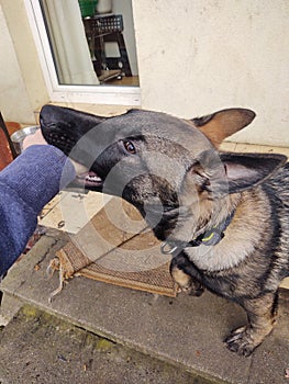 German shepherd dog young puppy playing with human hand. Slovakia