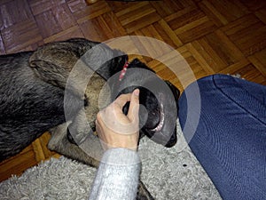 German shepherd dog young puppy playing with human hand. Slovakia