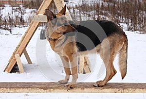 German Shepherd Dogs