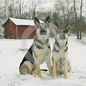 German Shepherd dogs in the snow by red barn