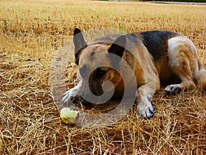 German shepherd Eating an apple