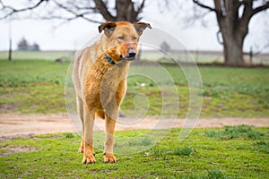 German Shepherd Enjoying a Spring Rain