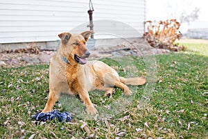 A German Shepherd Farm Dog