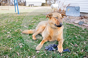 A German Shepherd Farm Dog