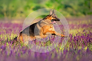 German shepherd in flowers