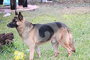 German shepherd focusing