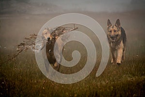 German shepherd and Golden Retriever playing in the fog