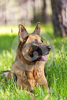 German Shepherd GSD Dog Portrait. Laying on Grass. Head,Eyes,Ears,Tonge Details photo