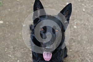 German shepherd guard dog portrait view from above