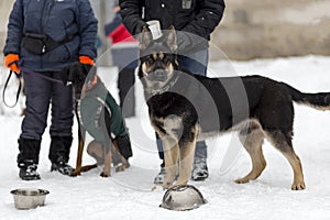 German shepherd, guard and police dog in the winter