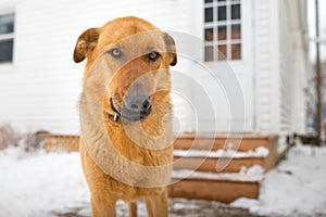 German Shepherd Guarding the House