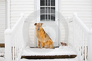 German Shepherd Guards the House