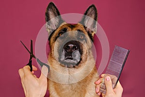 German shepherd after haircut on pink studio background. Hands of dog owner or professional with comb and scissors