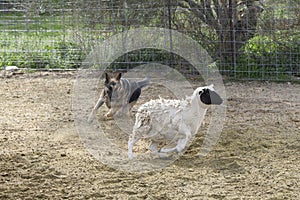 German Shepherd herding a sheep