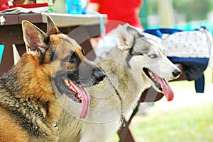 German Shepherd and Husky