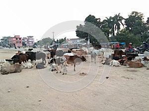 German Shepherd iprofligate cattle are sitting on the road in Tikapur