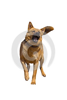 German Shepherd isolated on white background