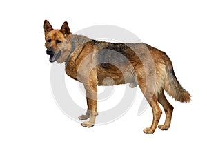 German Shepherd isolated on white background