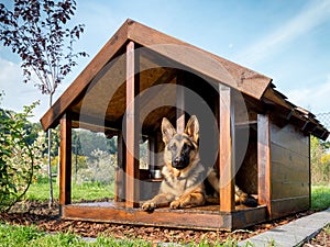 German shepherd in its kennel