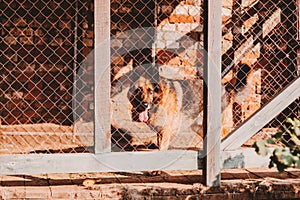 German shepherd in its kennel on the backyard of countryside house