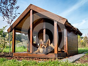 German shepherd in its kennel