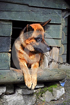 German shepherd in its kennel