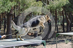 German Shepherd jump through the training bridge