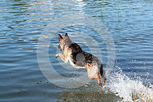 German shepherd jumping