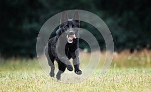 German shepherd jumping on the grass