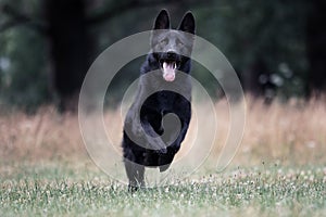 German shepherd jumping on the grass