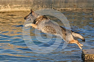 German shepherd jumping into water