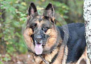 Alemán9 policía el perro 