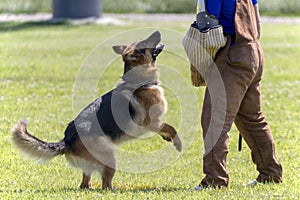 German Shepherd In K-9 Police Training