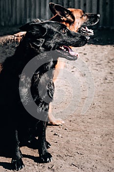 German shepherd kennel, high-quality breeding of thoroughbred working dogs. Two charming female German shepherds of black and